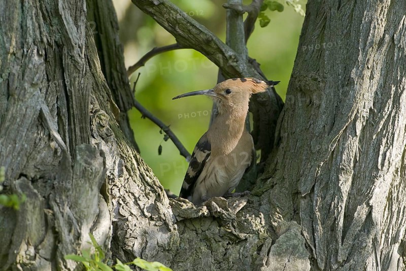 Eurasian Hoopoe (Upupa epops), Brandenburg, Germany