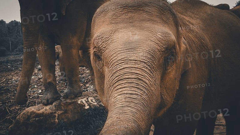 A young Asian elephant (elephus maximus) looks directly into the camera, curious and full of adventure in a natural environment, Pinnawela Elephant Orphanage, Sri Lanka