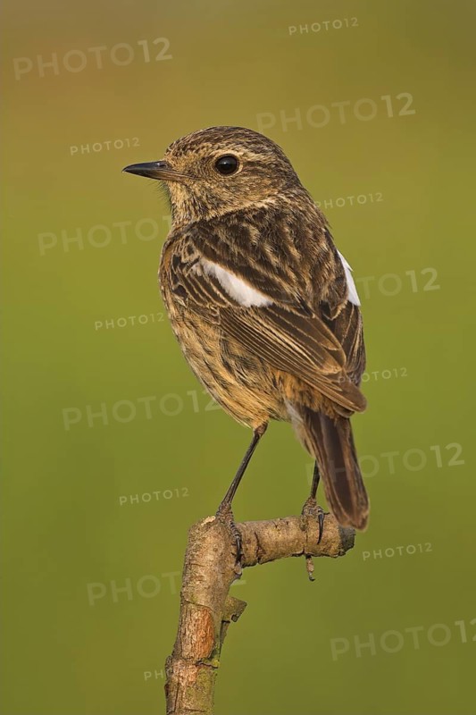 European Stonechat (Saxicola rubicola) female, Rhineland-Palatinate, Germany