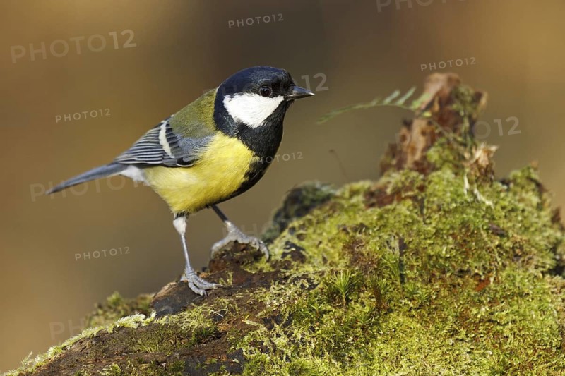 Great Tit (Parus major), Asturias, Spain