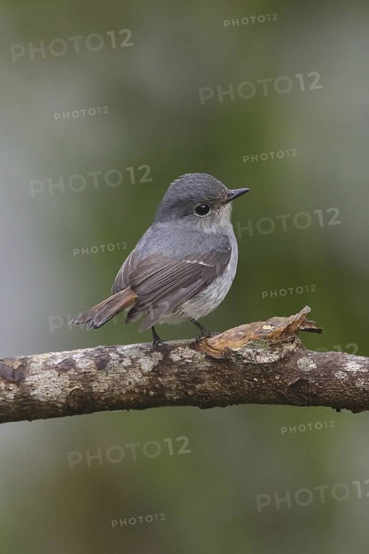 Little Pied Flycatcher (Ficedula westermanni) female, Selangor, Malaysia