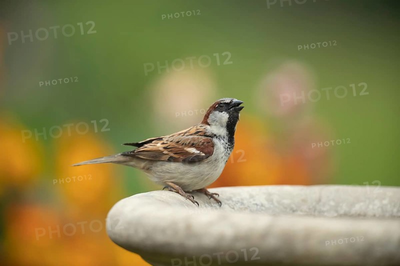House sparrow (Passer domesticus) adult male garden bird drinking water from a bird bath in spring, Suffolk, England, United Kingdom