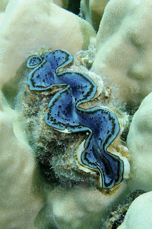 Common giant clam (Tridacna maxima)