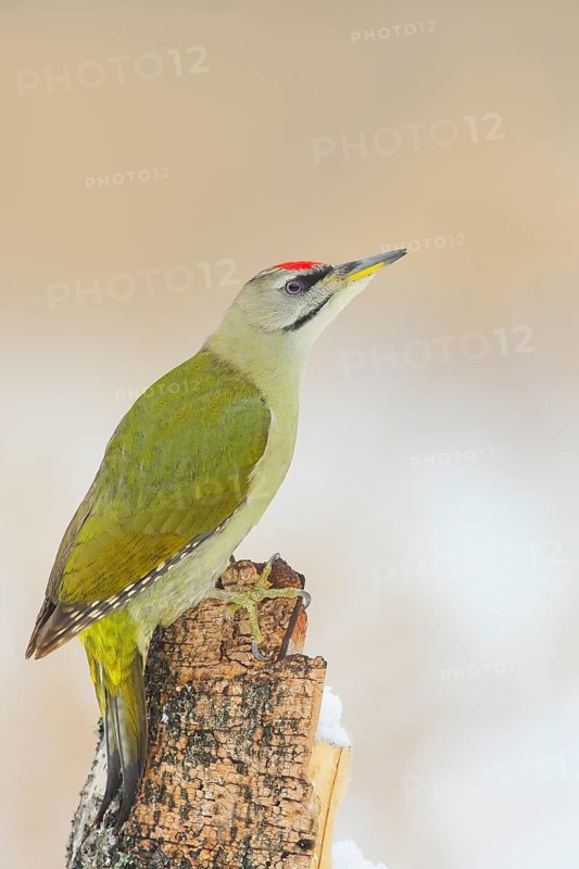 Grey-headed Woodpecker (Picus canus), male sitting on a tree stump, Wildlife, Animals, Birds, Woodpeckers, Siegerland, North Rhine-Westphalia, Germany