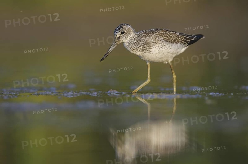 Common Greenshank (Tringa nebularia), Thuringia, Germany