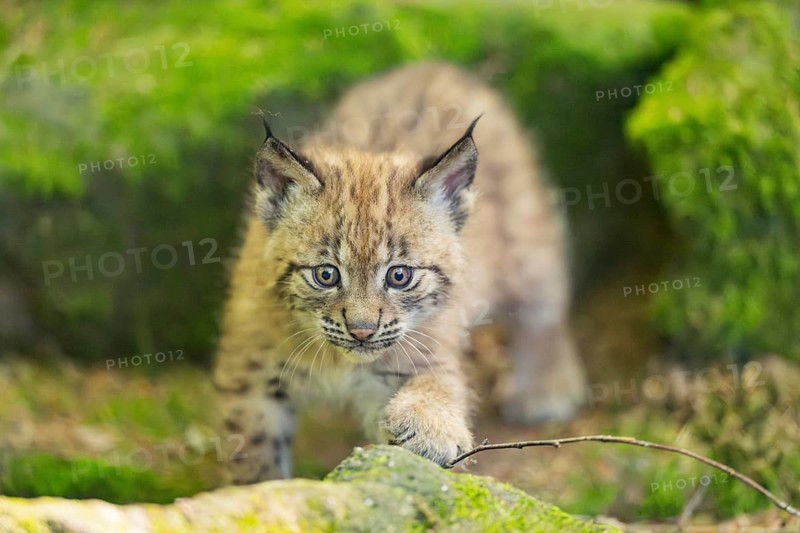 Eurasian lynx (Lynx lynx) youngster (cub) walking on rocks in a forest, Bavaria, Germany