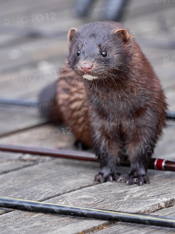 A curious mink