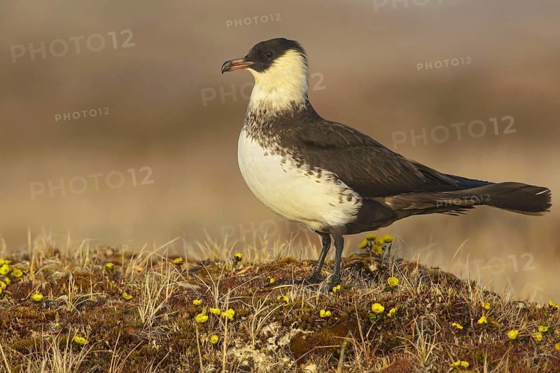 Pomarine Jaeger (Stercorarius pomarinus) on the tundra in Northern Alaska