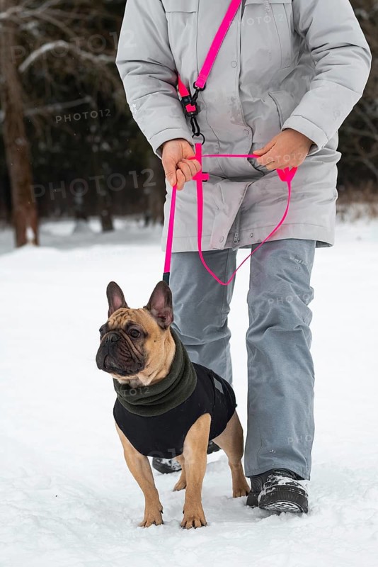 A person wearing a winter coat walks with a French Bulldog in the snow. The dog sports a cozy jacket, while the vibrant pink leash adds a pop of color to the serene scene