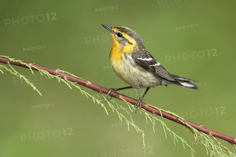 Blackburnian Warbler (Setophaga fusca) female perched on a branch, Texas, USA