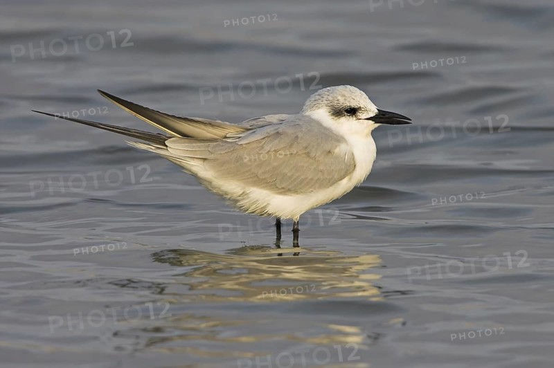 Gull-billed Tern (Gelochelidon nilotica), Germany