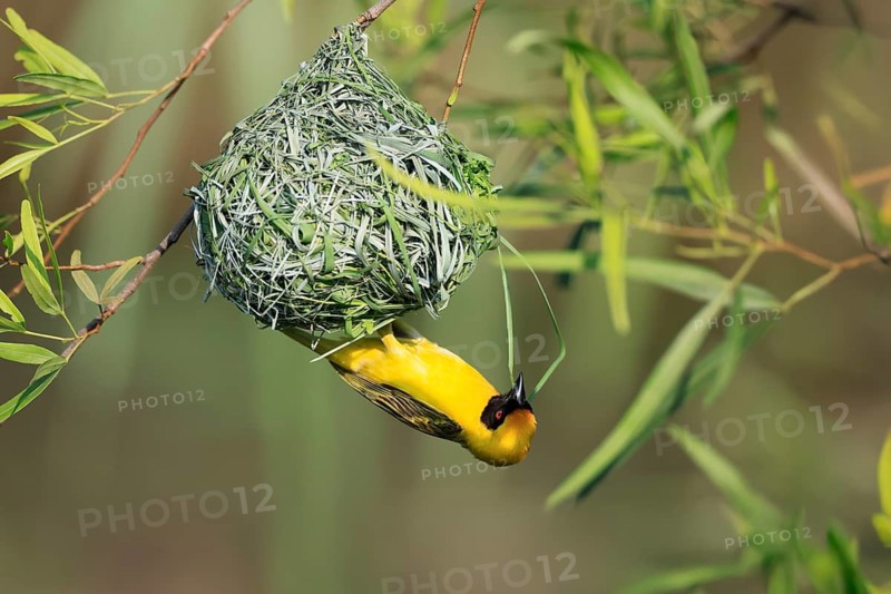 Masked weaver (Ploceus velatus), adult, male, at the nest, weaving, nest building, Pilanesberg National Park, North West Province, South Africa