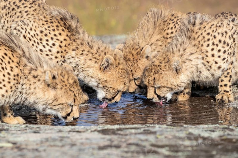 Cheetah (Acinonyx jubatus) group drinking at waterhole, Castile-La Mancha, Spain