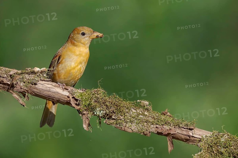 Summer Tanager (Piranga rubra) female perched on a branch, Texas, USA