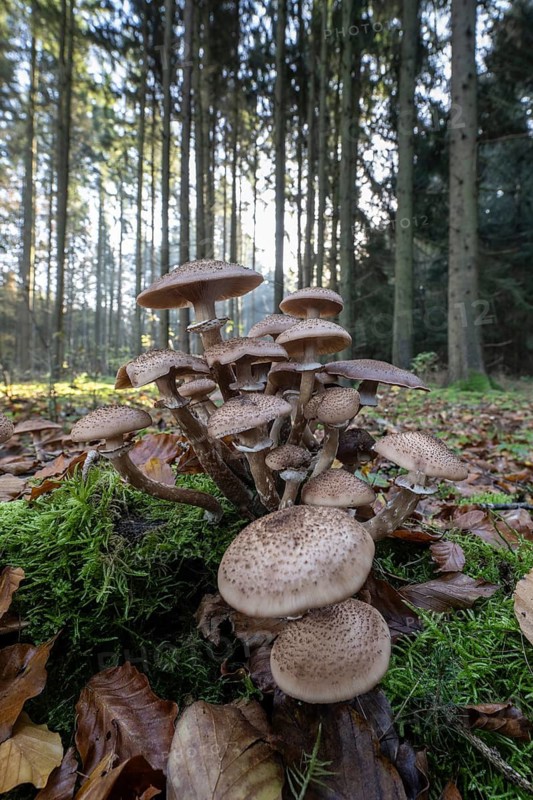 Brown honey fungus (Armillaria ostoyae) in spruce forest, Emsland, Lower Saxony, Germany