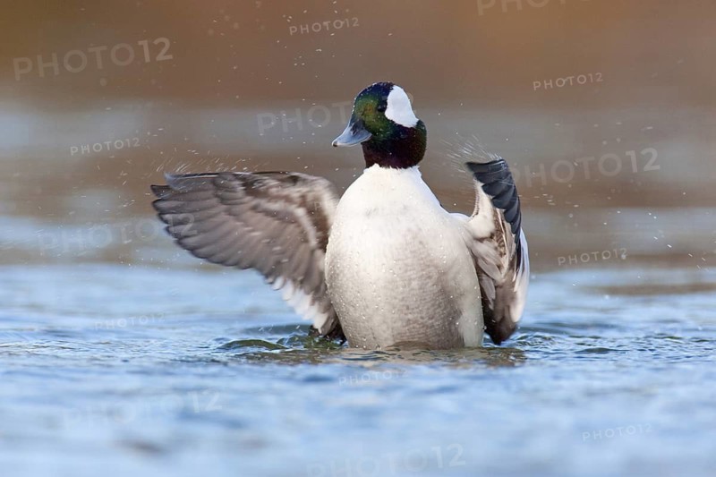 Bufflehead (Bucephala albeola) male, British Columbia, Canada