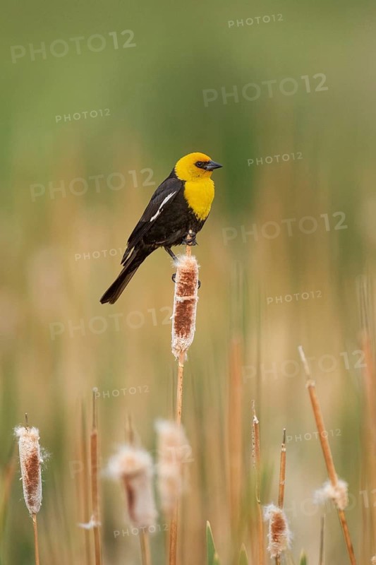 Yellow-headed Blackbird (Xanthocephalus xanthocephalus) male, Montana, USA