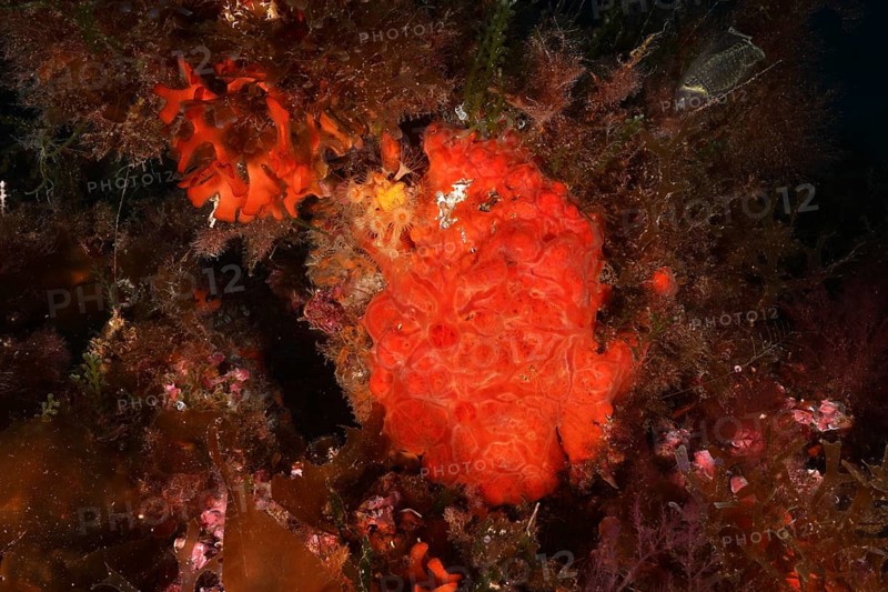 Orange upholstery sponge (Reniera fulva) embedded between algae, dive site Giens Peninsula, Mediterranean Sea, Porquerolles, Provence, Côte d'Azur, France
