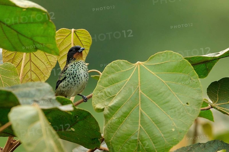 Rufous-throated Tanager (Tangara rufigula) perched on a branch in the Andes Mountains of Colombia