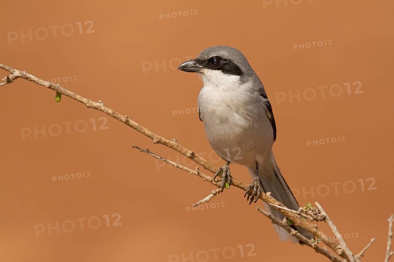Southern Grey Shrike (Lanius meridionalis), Morocco