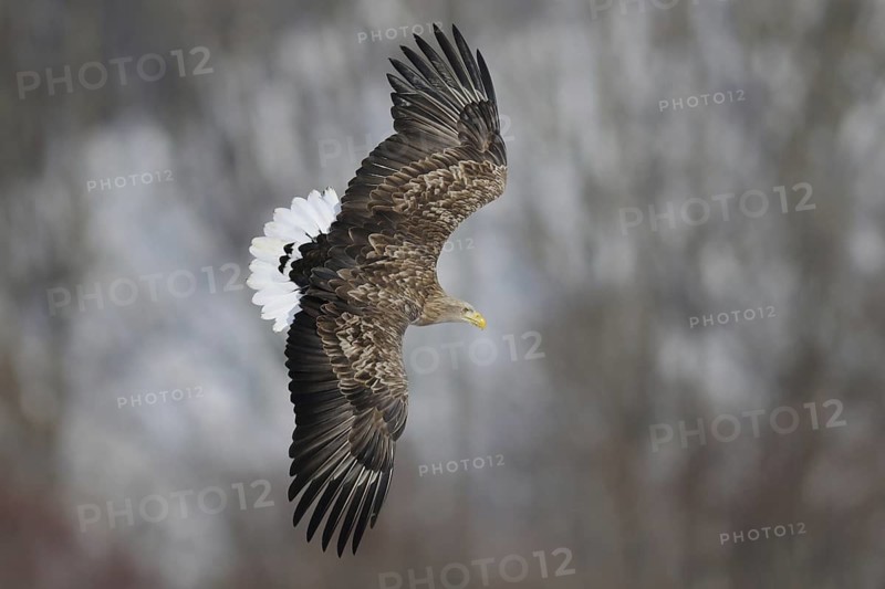 White-tailed Eagle (Haliaeetus albicilla) flying, Hokkaido, Japan