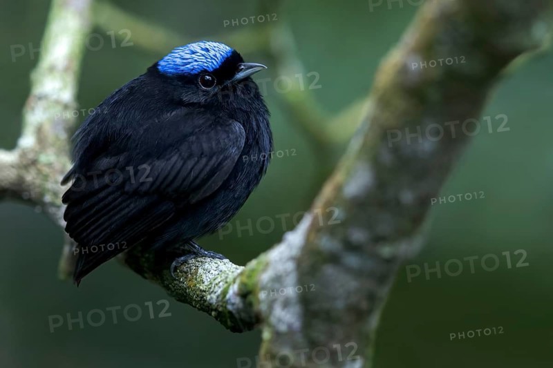 Blue-crowned Manakin (Lepidothrix coronata) perched on a branch in Panama
