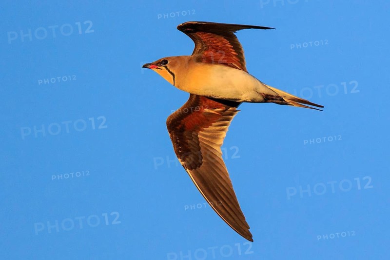 Collared Pratincole (Glareola pratincola) flying, Greece