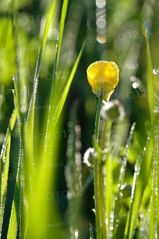 Meadow in spring, May, Germany