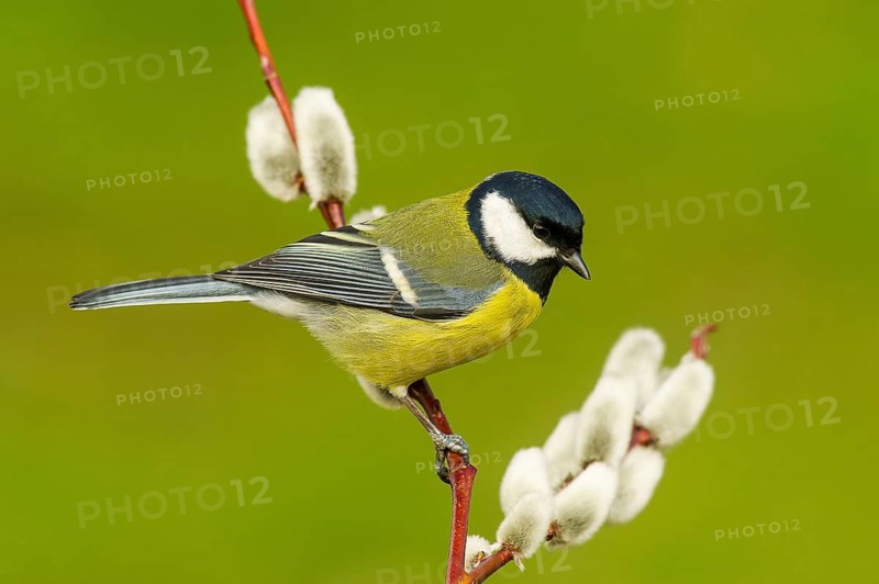 Great Tit (parus major) Great Tit • Baden-Württemberg, Germany, Baden-Württemberg, Federal Republic of Germany
