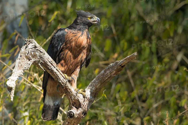 Black-and-chestnut Eagle (Spizaetus isidori), Bolivia