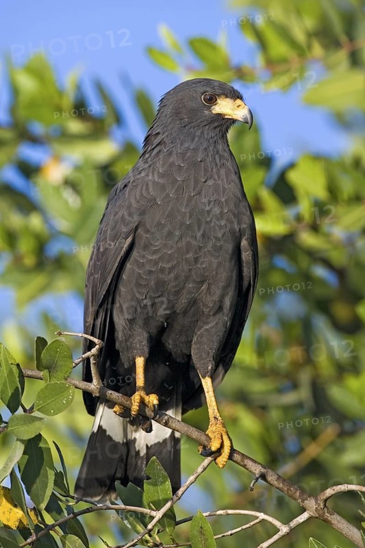 Common Black Hawk Buteogallus anthracinus San Blas, Nayarit, Mexico 28 March Adult Acciptridae