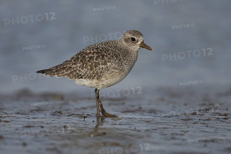 Grey plover (Pluvialis squatarola) adult wading bird in winter plumage on a mudflat on a shoreline, Norfolk, England, United Kingdom
