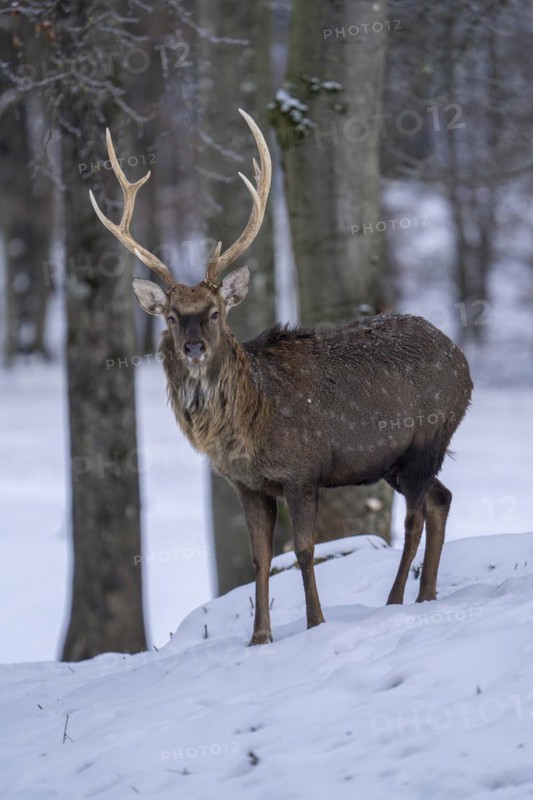 Ica deer (Cervus nippon), in the snow, Vulkaneifel, Rhineland-Palatinate, Germany