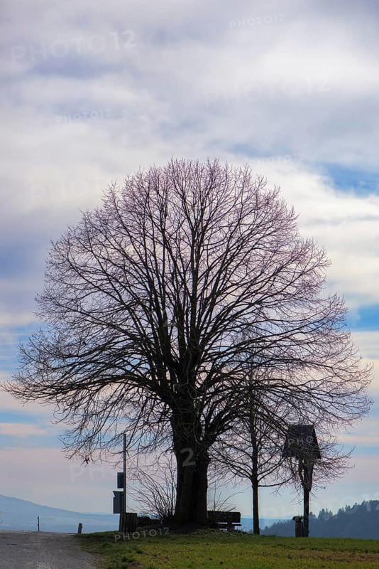 Silhouette of the lime tree (Tilia) and Christ's cross, Bühl, Upper Franconia, Bavaria, Germany