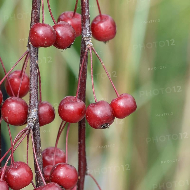 Ornamental apple (Malus 'Royal Beauty'), Germany
