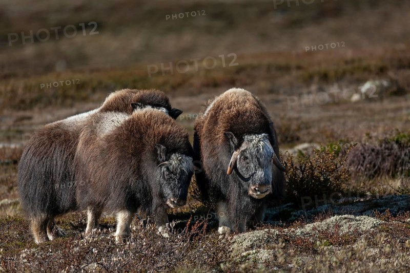 The musk ox calves (Ovibos moschatus) and the slightly older young animals are very agile, they like to separate from the older animals to play in the tundra and test their strength, autumn, Ruska, autumn colours, tundra landscape, Norway