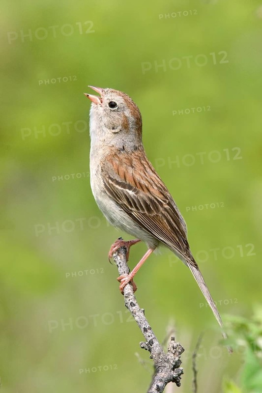 Field Sparrow Spizella pusilla Tall Grass Prairie Preserve, Pawhaska, Oklahoma, United States 7 July Adult EMBERIZIDAE