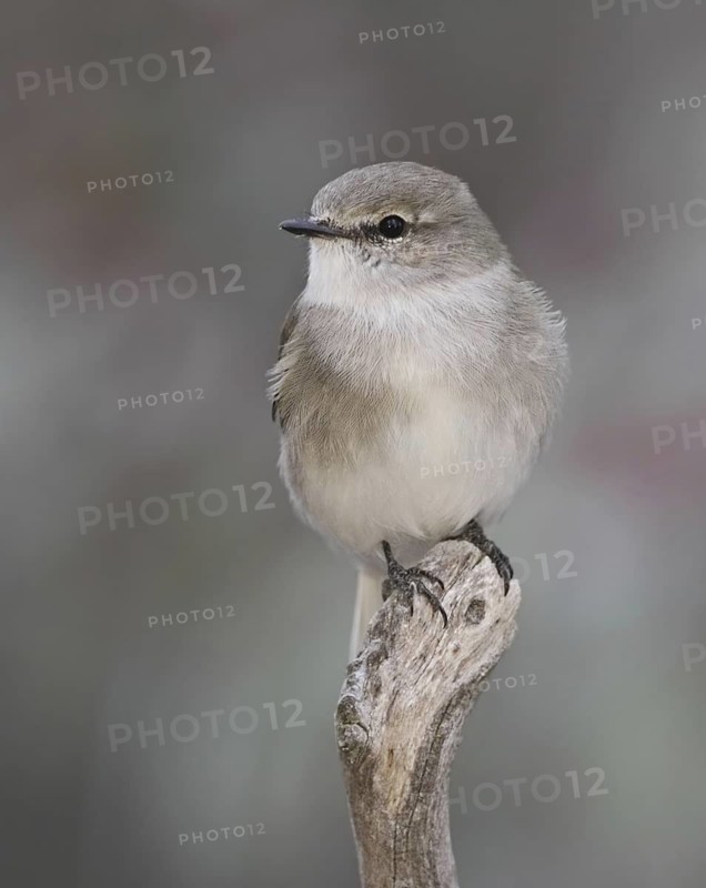 Jacky Winter (Microeca fascinans), Australian Capital Territory, Australia