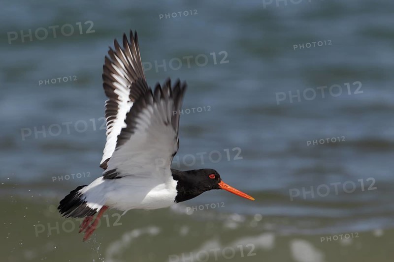 Austernfischer; lat. Haematopus ostralegus; beim Auffliegen über dem Wasser; Nordseeküste, Düne von Helgoland