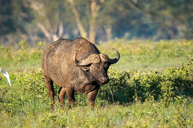A majestic African buffalo grazes in the lush grasslands of Lake Nakuru, Kenya, showcasing its powerful build and curved horns under the golden morning light