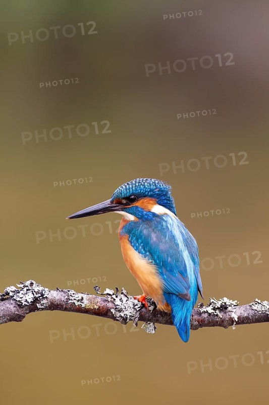 Common kingfisher (Alcedo atthis) adult male bird on a tree branch, England, United Kingdom