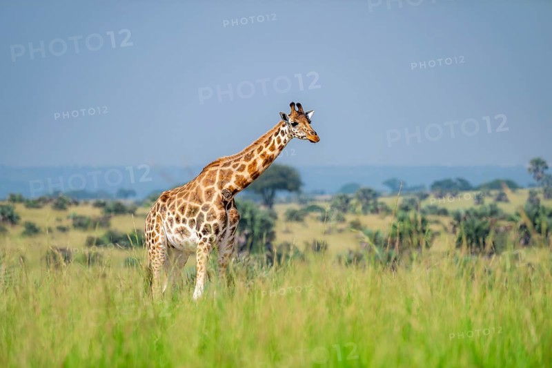 Rothschild's giraffe (Giraffa camelopardalis rothschildi) in green grass, Murchison Falls National Park, Uganda