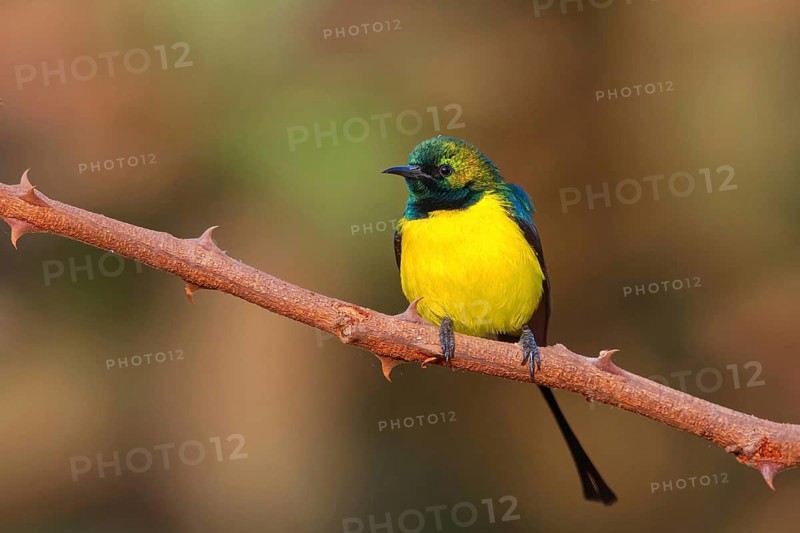 Green-breasted Sunbird, Green-throated Sunbird, (Hedydipna platura), Tendaba camp / Kwinella area, Kwinella, South Bank, Gambia