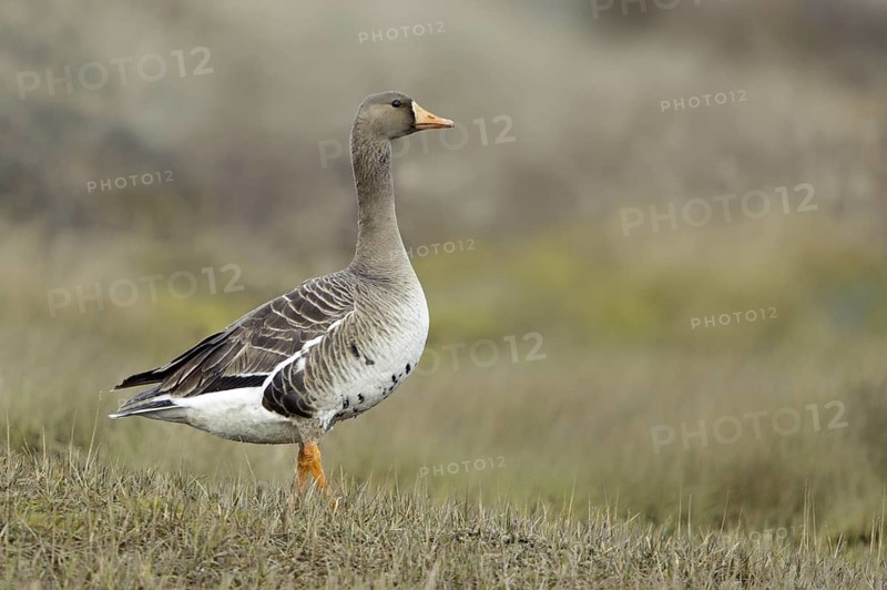 Greater White-fronted Goose (Anser albifrons), Alaska, USA
