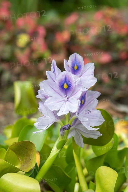 Thick-stemmed water hyacinth (Pontederia crassipes), Stork Botanical Garden for the Blind, Germany
