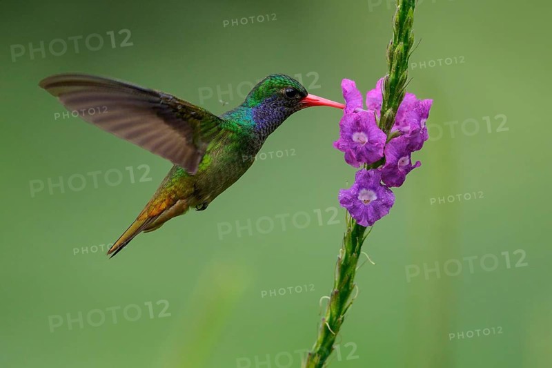 Blue-throated Sapphire (Hylocharis eliciae) flying and feeding at a flower in Costa Rica