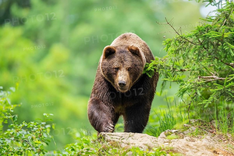 Eurasian brown bear (Ursus arctos arctos) walking up on a rock, Bavarian Forest, Bavaria, Germany