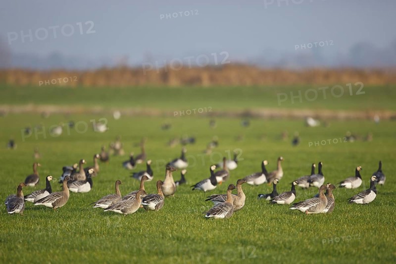 Pink-footed Goose & Barnacle Goose (Anser brachyrhynchus & Branta leucopsis), Netherlands