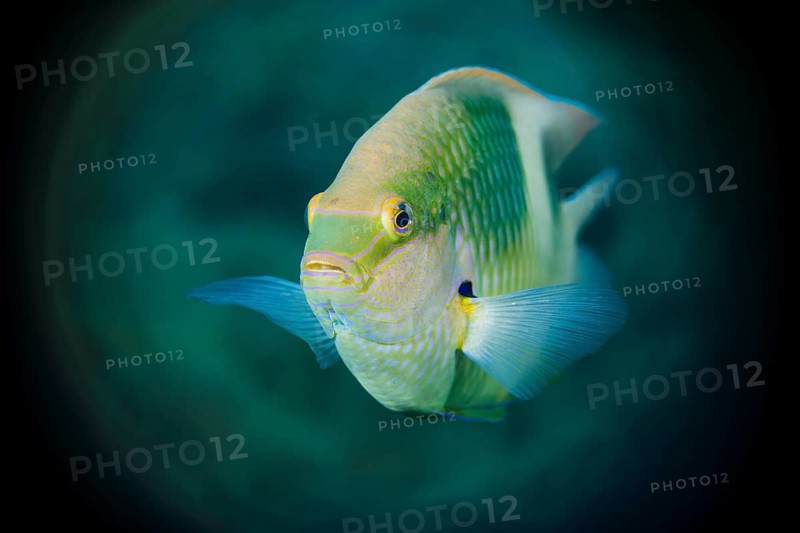 Weißer Riffbarsch, Dischistodus perspicillatus White Damsel, Dischistodus perspicillatus