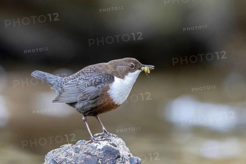White-throated Dipper (Cinclus cinclus) with food in its beak, North Rhine-Westphalia, Germany